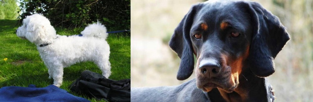 Polish Hunting Dog vs Franzuskaya Bolonka - Breed Comparison