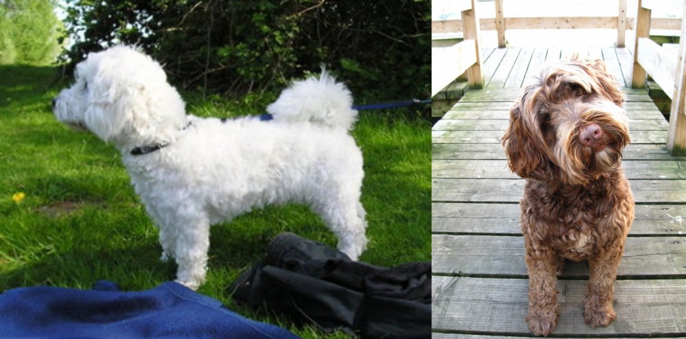 Portuguese Water Dog vs Franzuskaya Bolonka - Breed Comparison