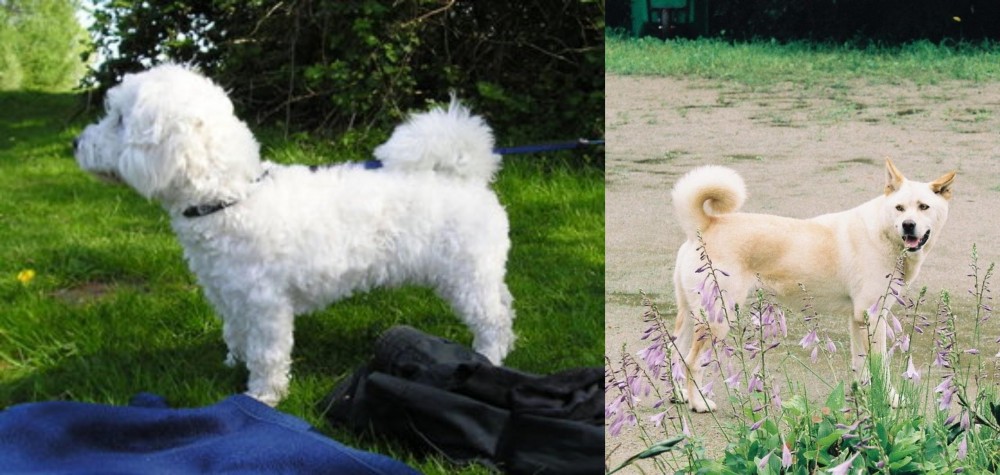 Pungsan Dog vs Franzuskaya Bolonka - Breed Comparison