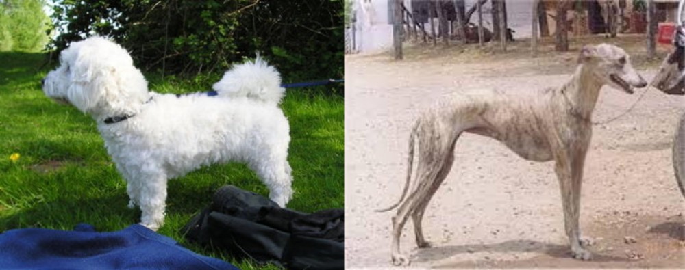 Rampur Greyhound vs Franzuskaya Bolonka - Breed Comparison