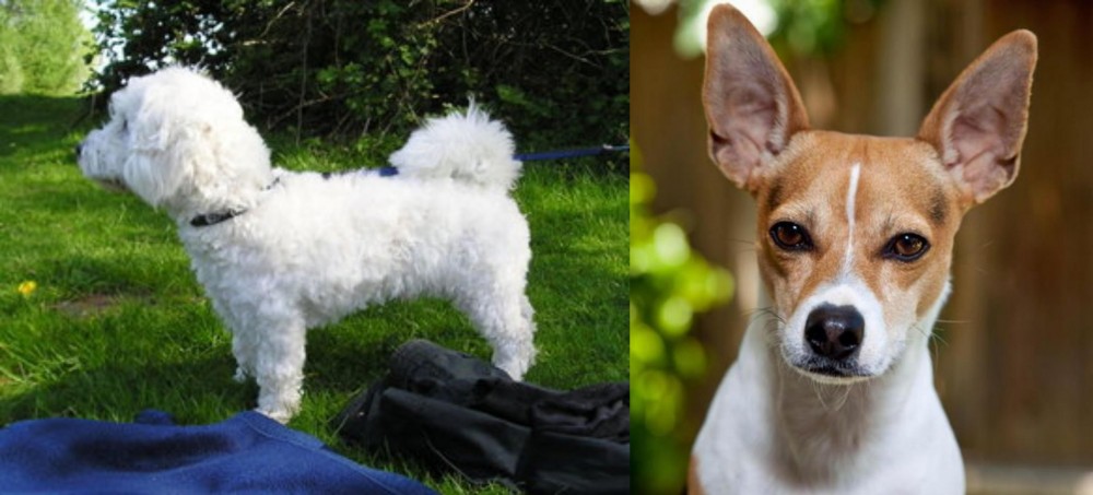 Rat Terrier vs Franzuskaya Bolonka - Breed Comparison