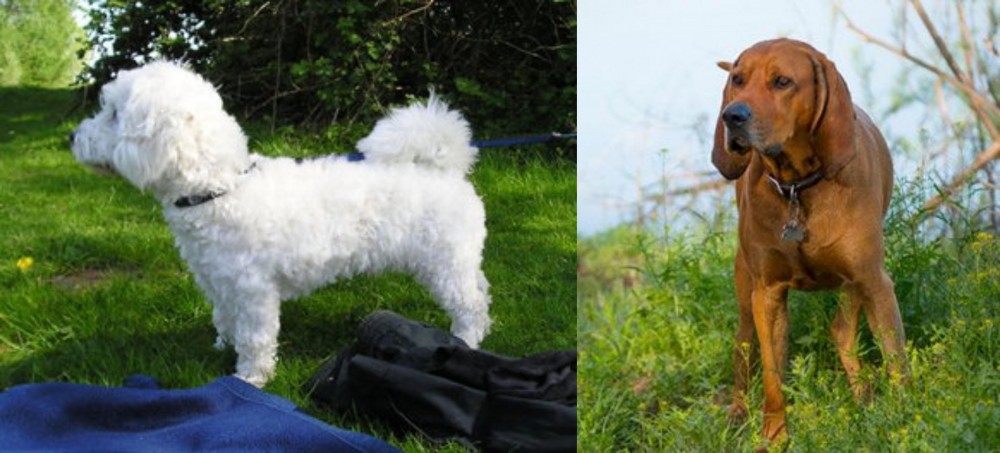 Redbone Coonhound vs Franzuskaya Bolonka - Breed Comparison