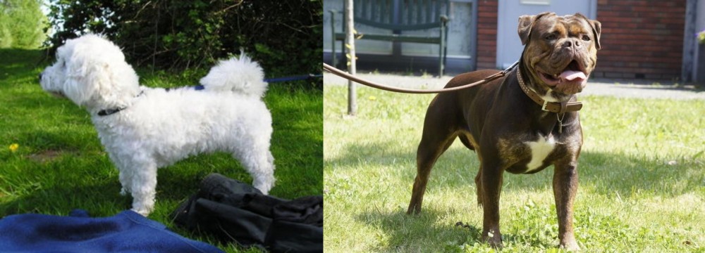 Renascence Bulldogge vs Franzuskaya Bolonka - Breed Comparison