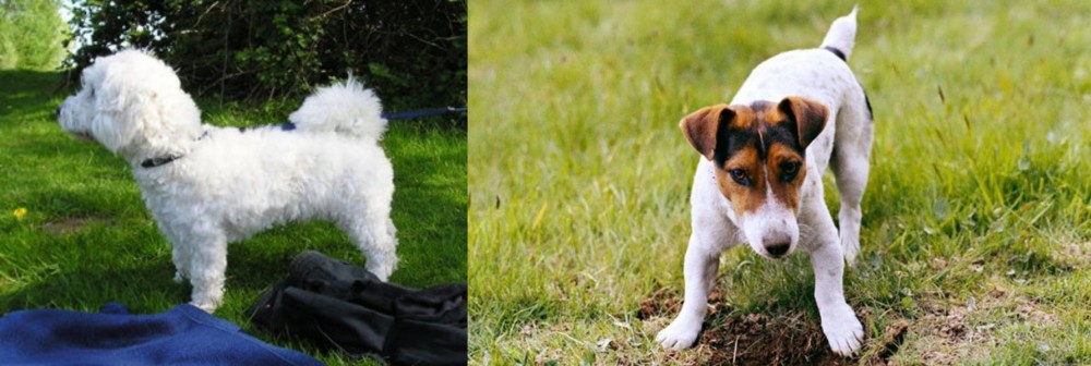 Russell Terrier vs Franzuskaya Bolonka - Breed Comparison