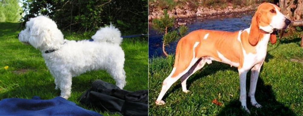 Schweizer Laufhund vs Franzuskaya Bolonka - Breed Comparison