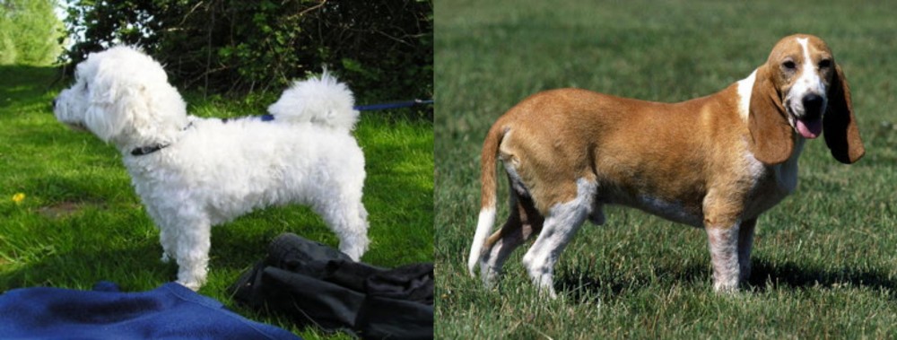 Schweizer Niederlaufhund vs Franzuskaya Bolonka - Breed Comparison