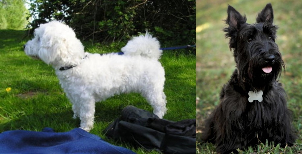 Scoland Terrier vs Franzuskaya Bolonka - Breed Comparison