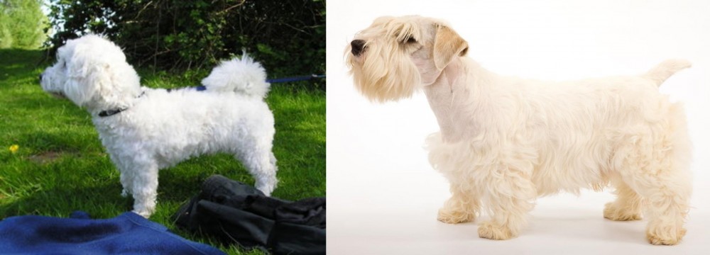 Sealyham Terrier vs Franzuskaya Bolonka - Breed Comparison