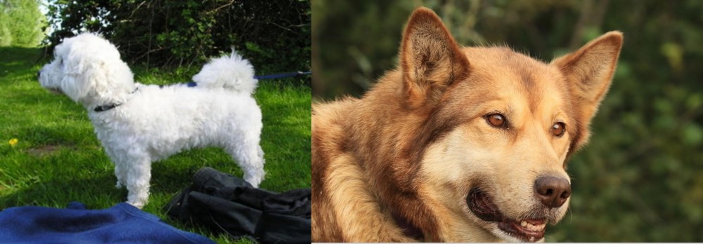 Seppala Siberian Sleddog vs Franzuskaya Bolonka - Breed Comparison