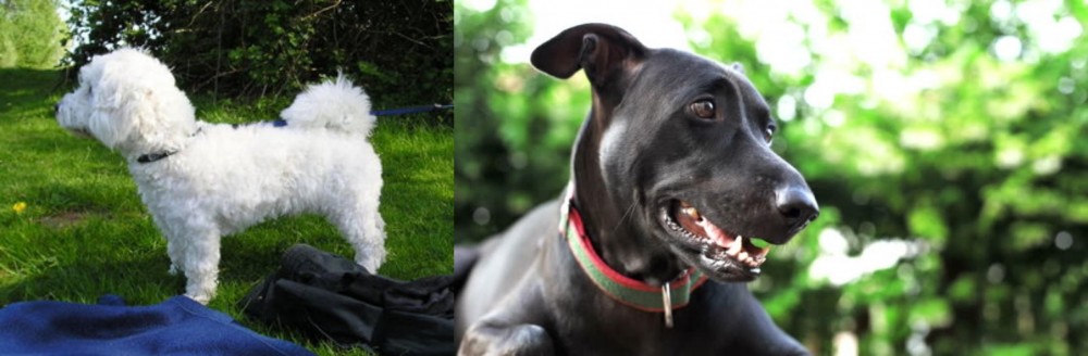 Shepard Labrador vs Franzuskaya Bolonka - Breed Comparison