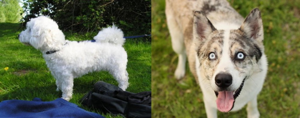 Shepherd Husky vs Franzuskaya Bolonka - Breed Comparison