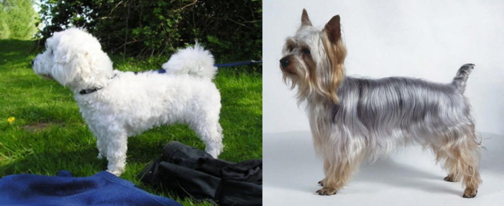 Silky Terrier vs Franzuskaya Bolonka - Breed Comparison