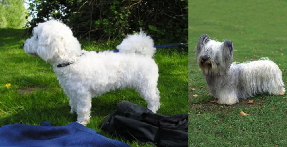 Skye Terrier vs Franzuskaya Bolonka - Breed Comparison