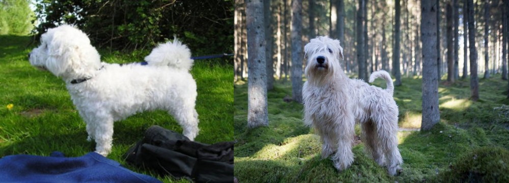 Soft-Coated Wheaten Terrier vs Franzuskaya Bolonka - Breed Comparison