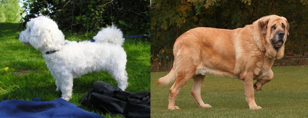 Spanish Mastiff vs Franzuskaya Bolonka - Breed Comparison
