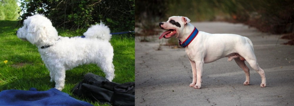 Staffordshire Bull Terrier vs Franzuskaya Bolonka - Breed Comparison