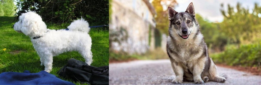 Swedish Vallhund vs Franzuskaya Bolonka - Breed Comparison