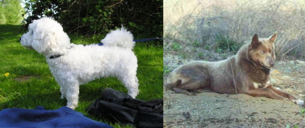 Tahltan Bear Dog vs Franzuskaya Bolonka - Breed Comparison