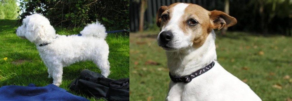 Tenterfield Terrier vs Franzuskaya Bolonka - Breed Comparison