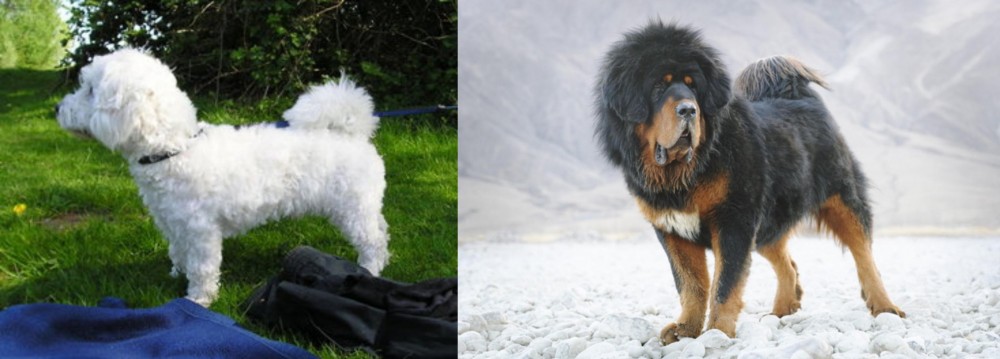 Tibetan Mastiff vs Franzuskaya Bolonka - Breed Comparison