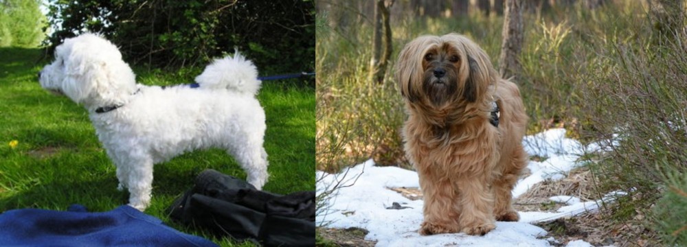 Tibetan Terrier vs Franzuskaya Bolonka - Breed Comparison