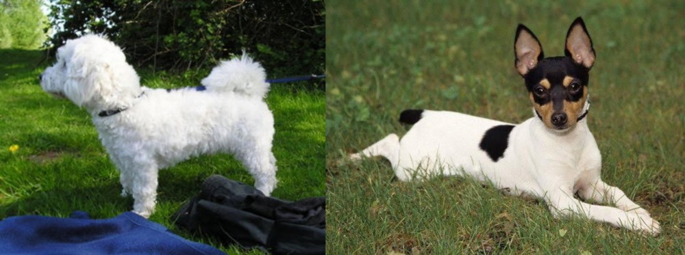 Toy Fox Terrier vs Franzuskaya Bolonka - Breed Comparison