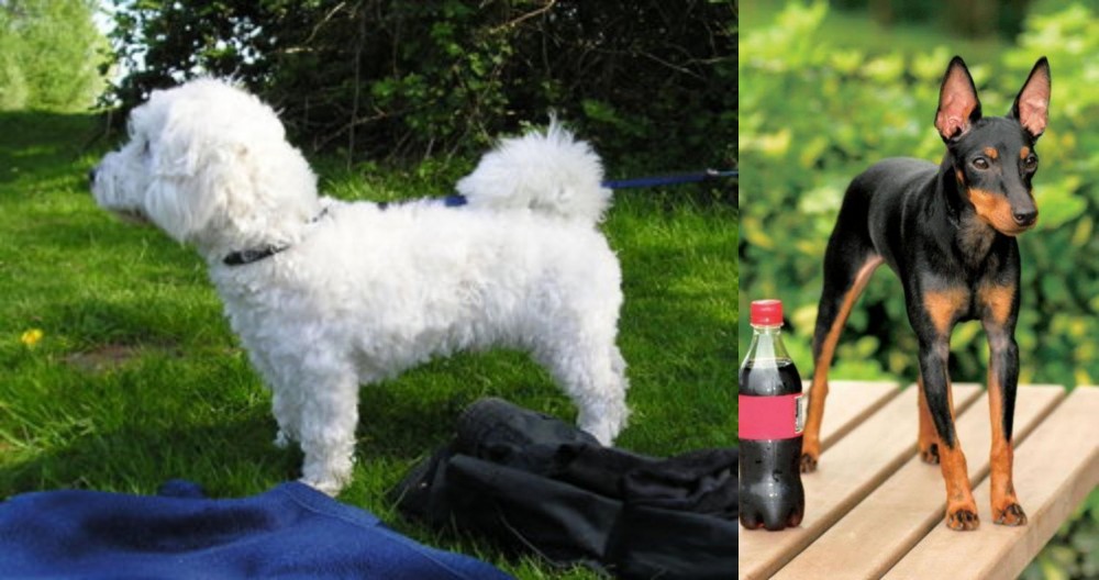 Toy Manchester Terrier vs Franzuskaya Bolonka - Breed Comparison