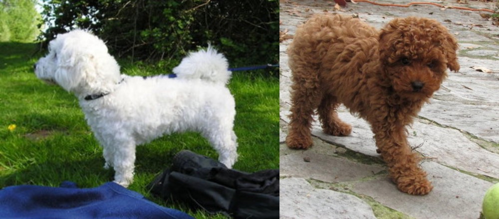 Toy Poodle vs Franzuskaya Bolonka - Breed Comparison