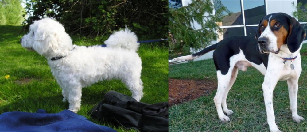 Treeing Walker Coonhound vs Franzuskaya Bolonka - Breed Comparison