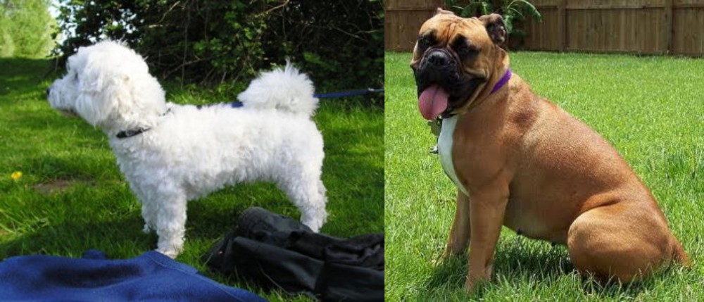 Valley Bulldog vs Franzuskaya Bolonka - Breed Comparison