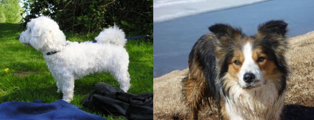 Welsh Sheepdog vs Franzuskaya Bolonka - Breed Comparison