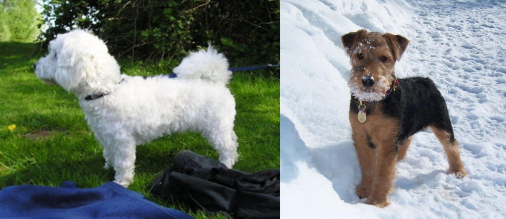 Welsh Terrier vs Franzuskaya Bolonka - Breed Comparison