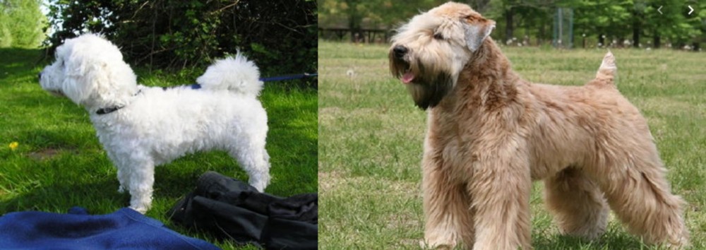 Wheaten Terrier vs Franzuskaya Bolonka - Breed Comparison