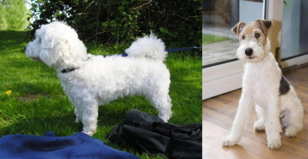 Wire Fox Terrier vs Franzuskaya Bolonka - Breed Comparison