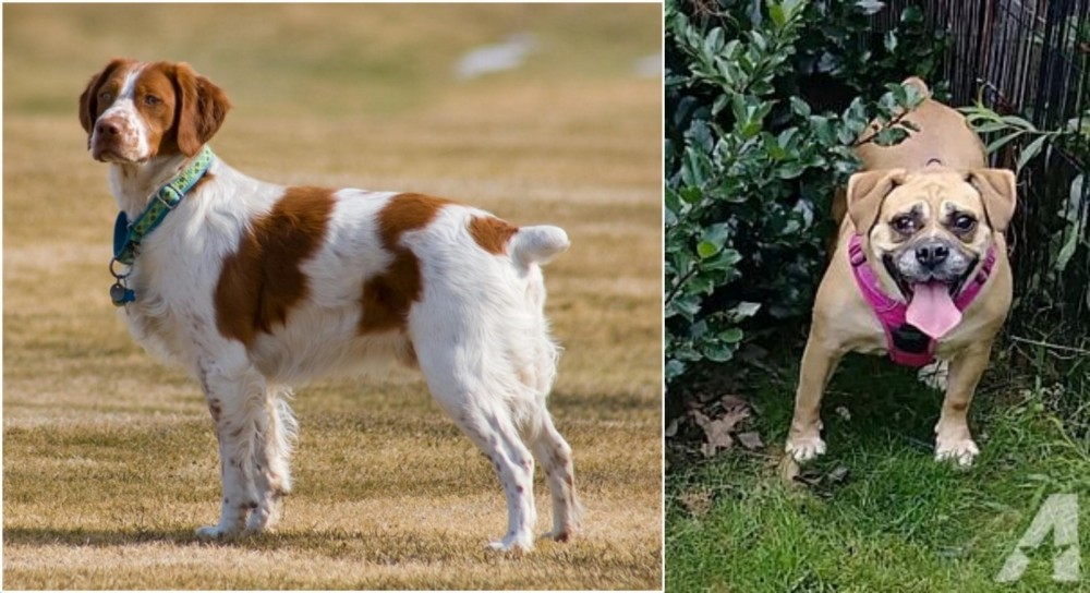Beabull vs French Brittany - Breed Comparison