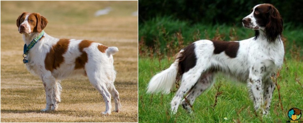 French Spaniel vs French Brittany - Breed Comparison