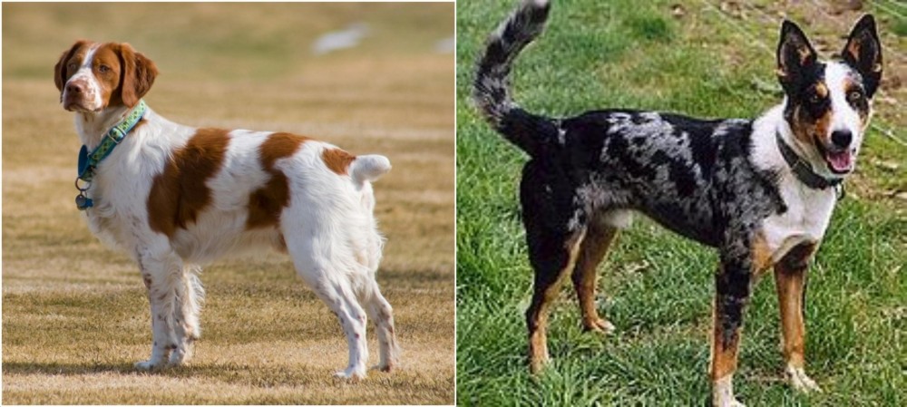 German Coolie vs French Brittany - Breed Comparison