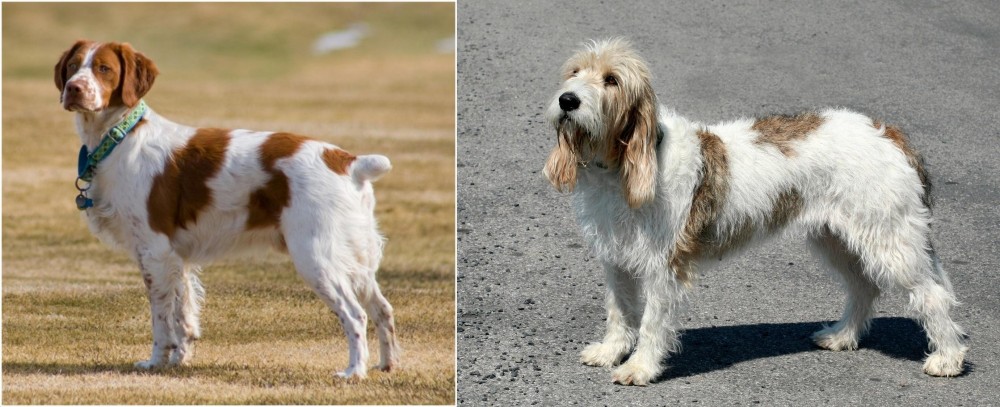 Grand Basset Griffon Vendeen vs French Brittany - Breed Comparison