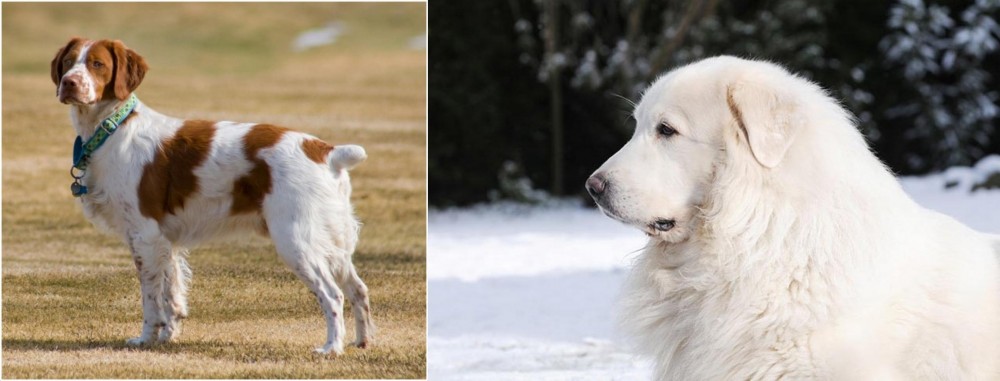 Great Pyrenees vs French Brittany - Breed Comparison