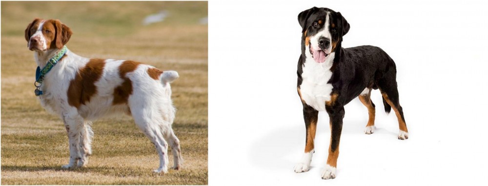 Greater Swiss Mountain Dog vs French Brittany - Breed Comparison
