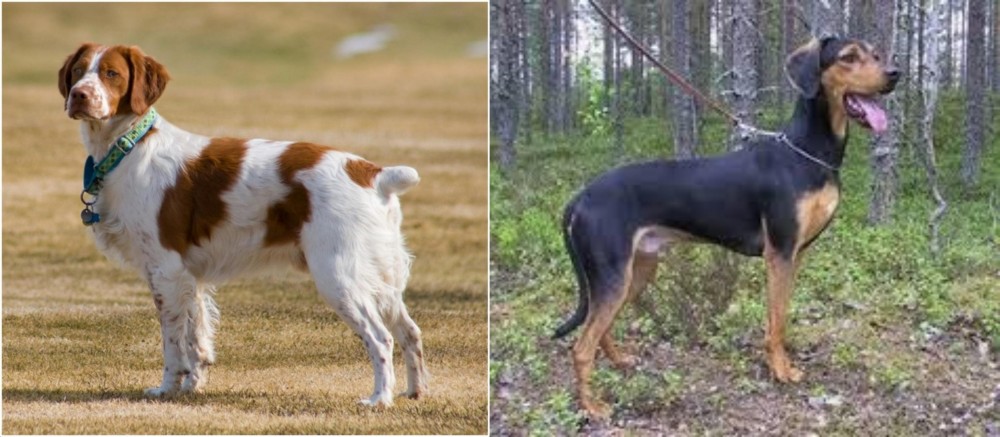 Greek Harehound vs French Brittany - Breed Comparison