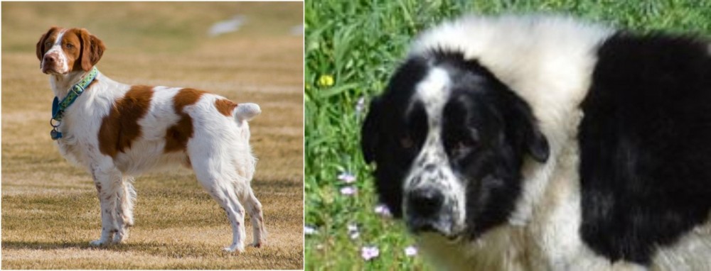 Greek Sheepdog vs French Brittany - Breed Comparison