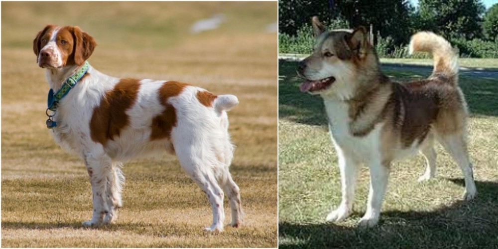 Greenland Dog vs French Brittany - Breed Comparison
