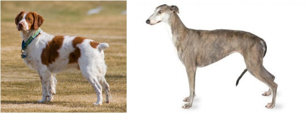 Greyhound vs French Brittany - Breed Comparison