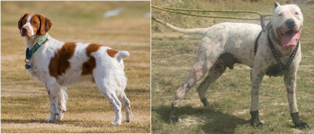 Gull Dong vs French Brittany - Breed Comparison