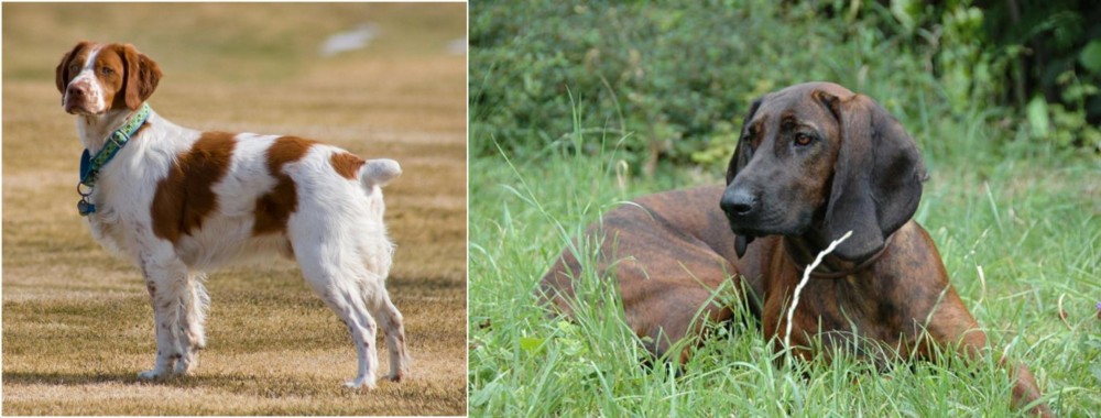 Hanover Hound vs French Brittany - Breed Comparison