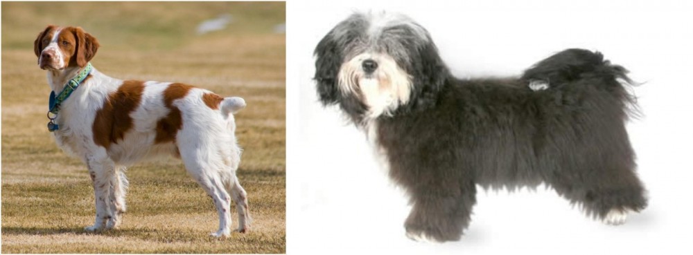 Havanese vs French Brittany - Breed Comparison