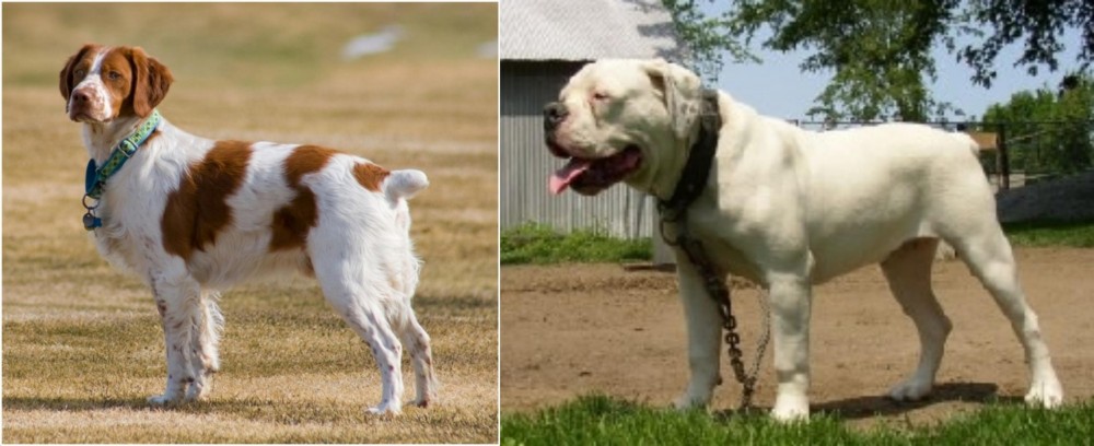 Hermes Bulldogge vs French Brittany - Breed Comparison
