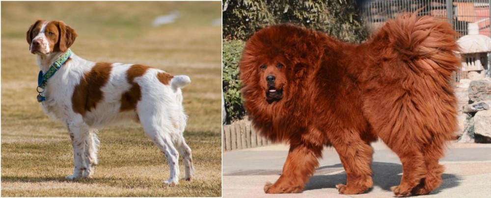 Himalayan Mastiff vs French Brittany - Breed Comparison