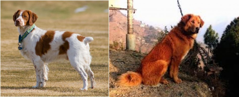 Himalayan Sheepdog vs French Brittany - Breed Comparison